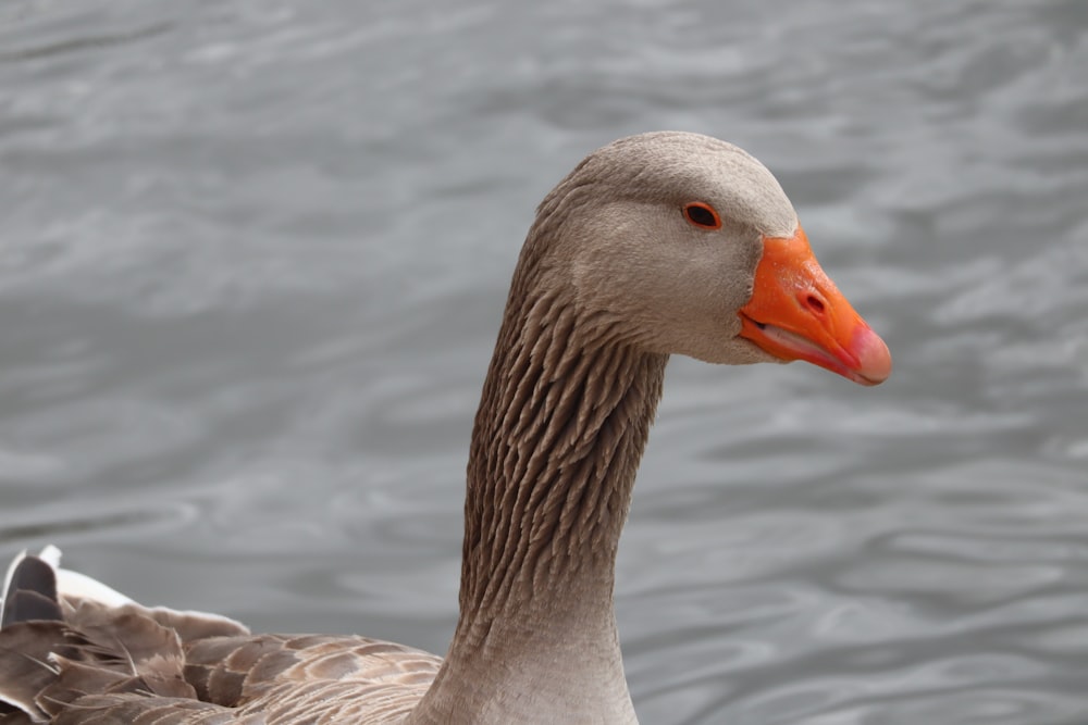 um pato nadando na água