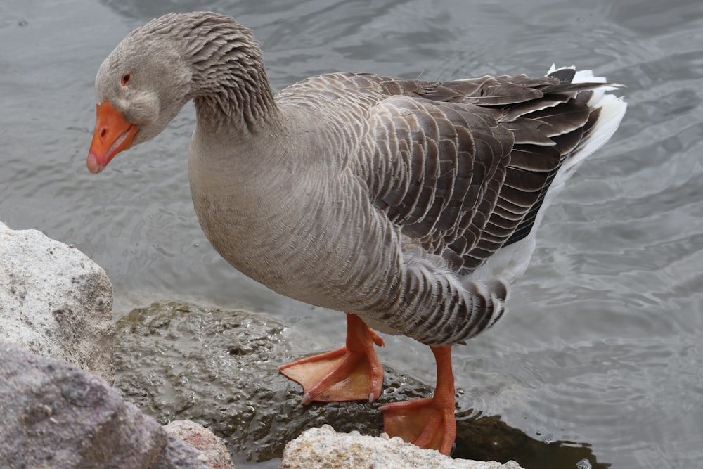 a duck standing on a rock