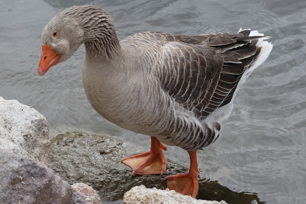 Un pato parado sobre una roca