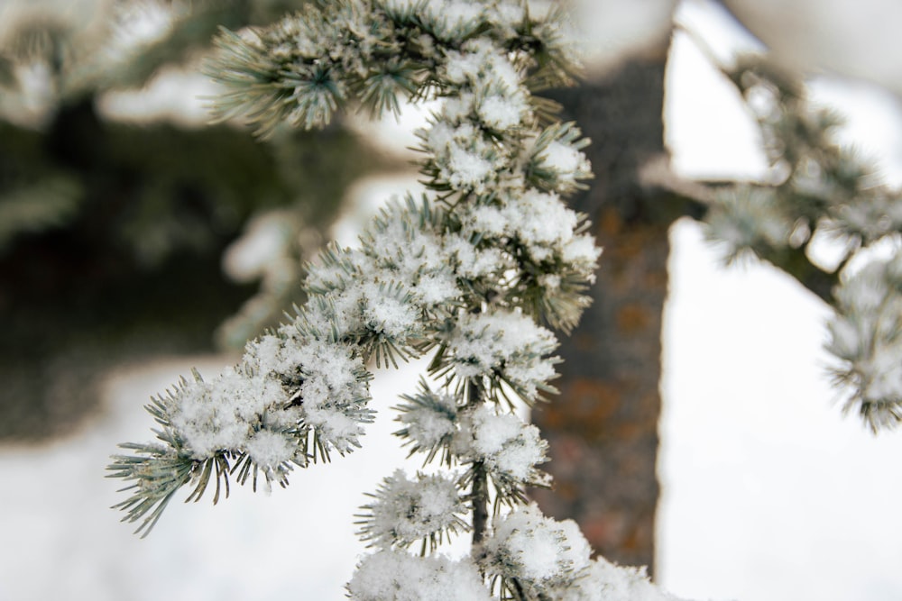 a close up of a tree branch