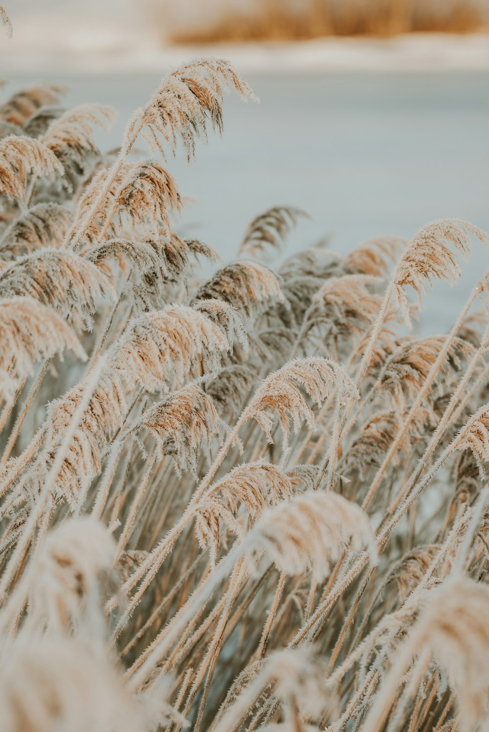 a close up of wheat