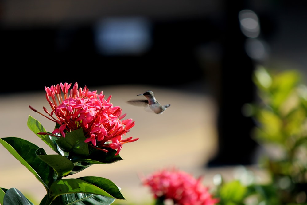 a bee on a flower