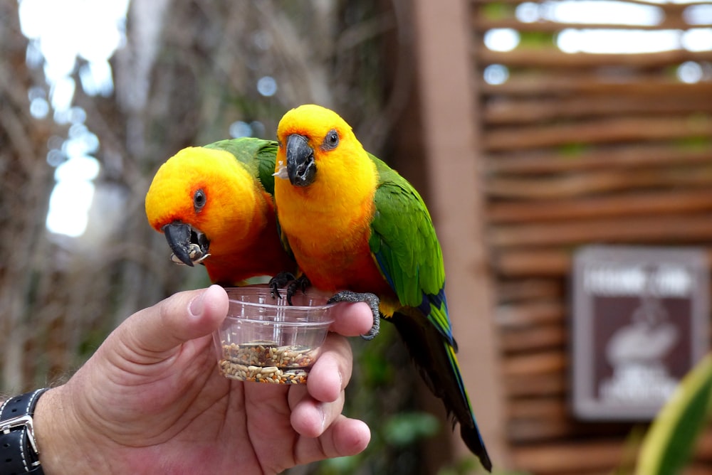 a couple of birds sit on a hand