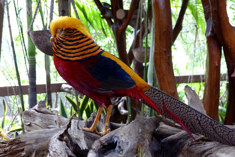 a colorful bird on a branch