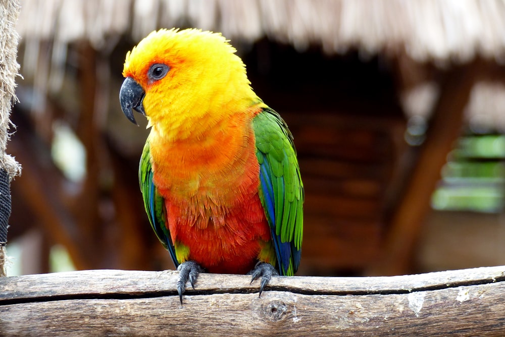 Ein bunter Vogel auf einem Ast