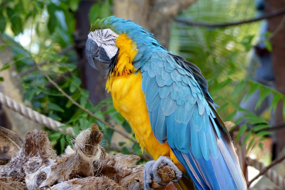 a blue and yellow bird