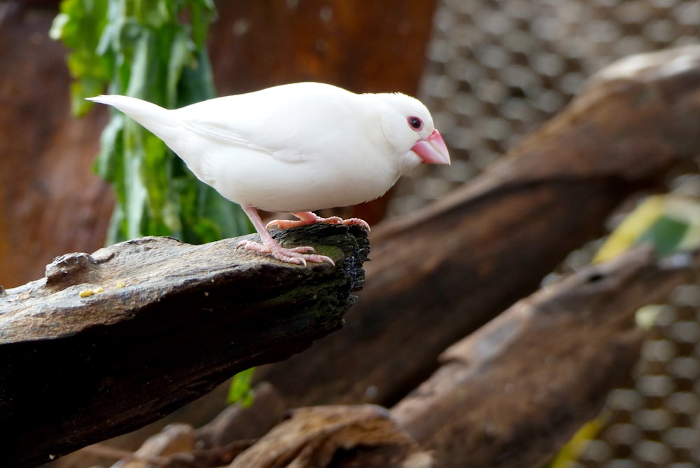 a white bird on a branch