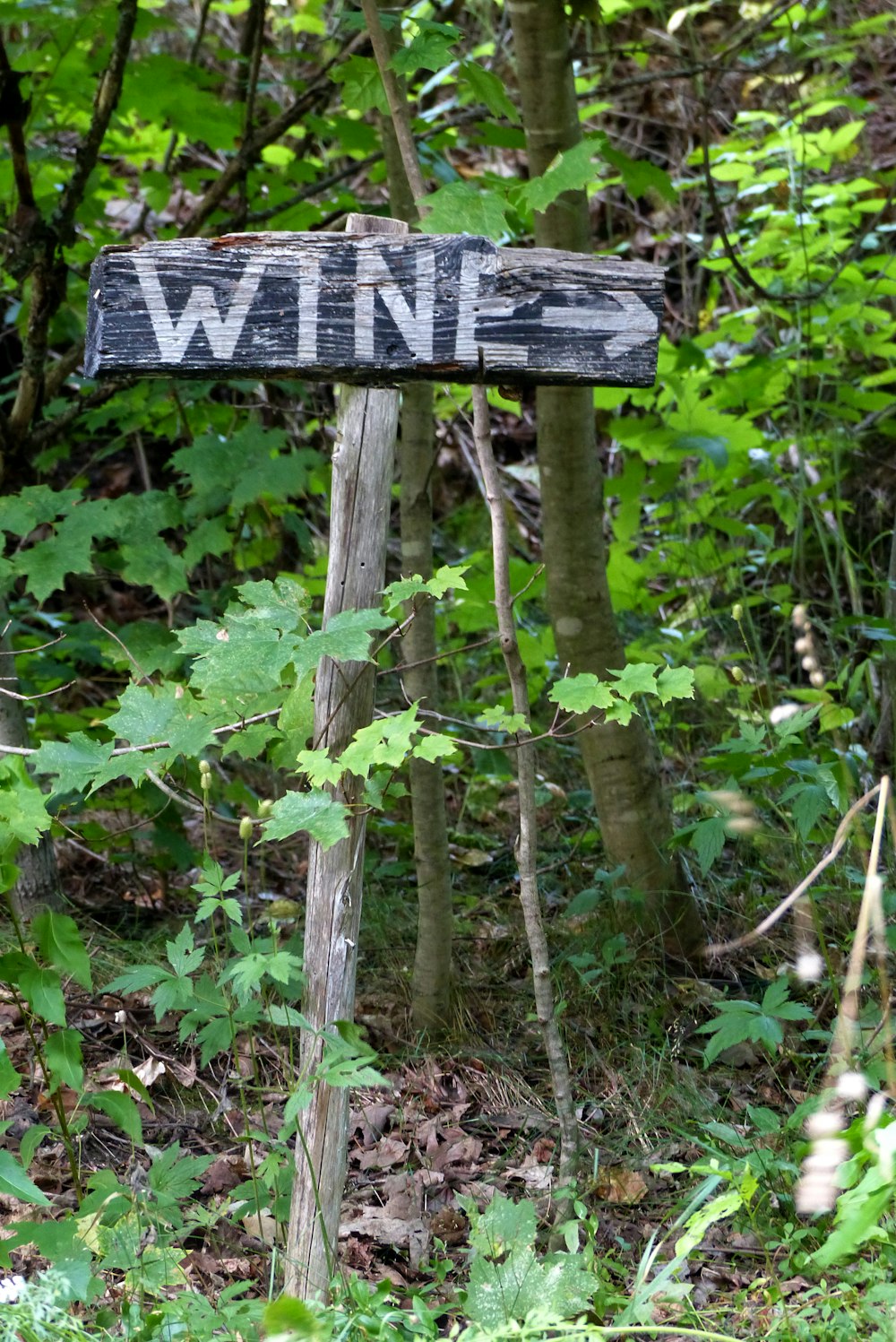 a sign in the woods