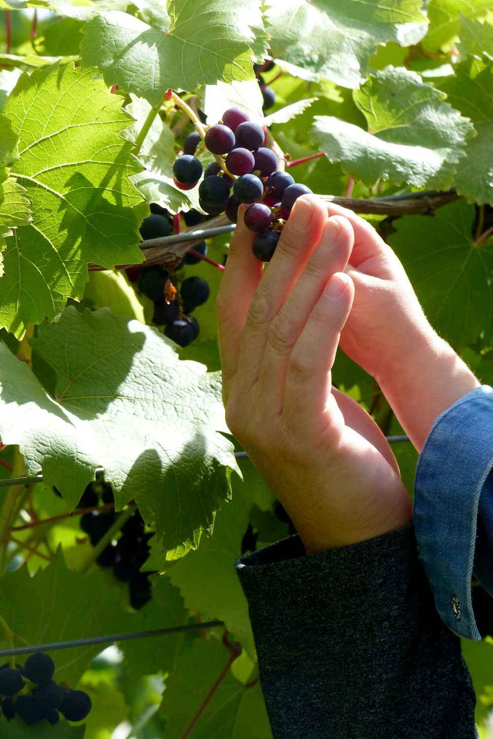 a hand holding a bunch of grapes