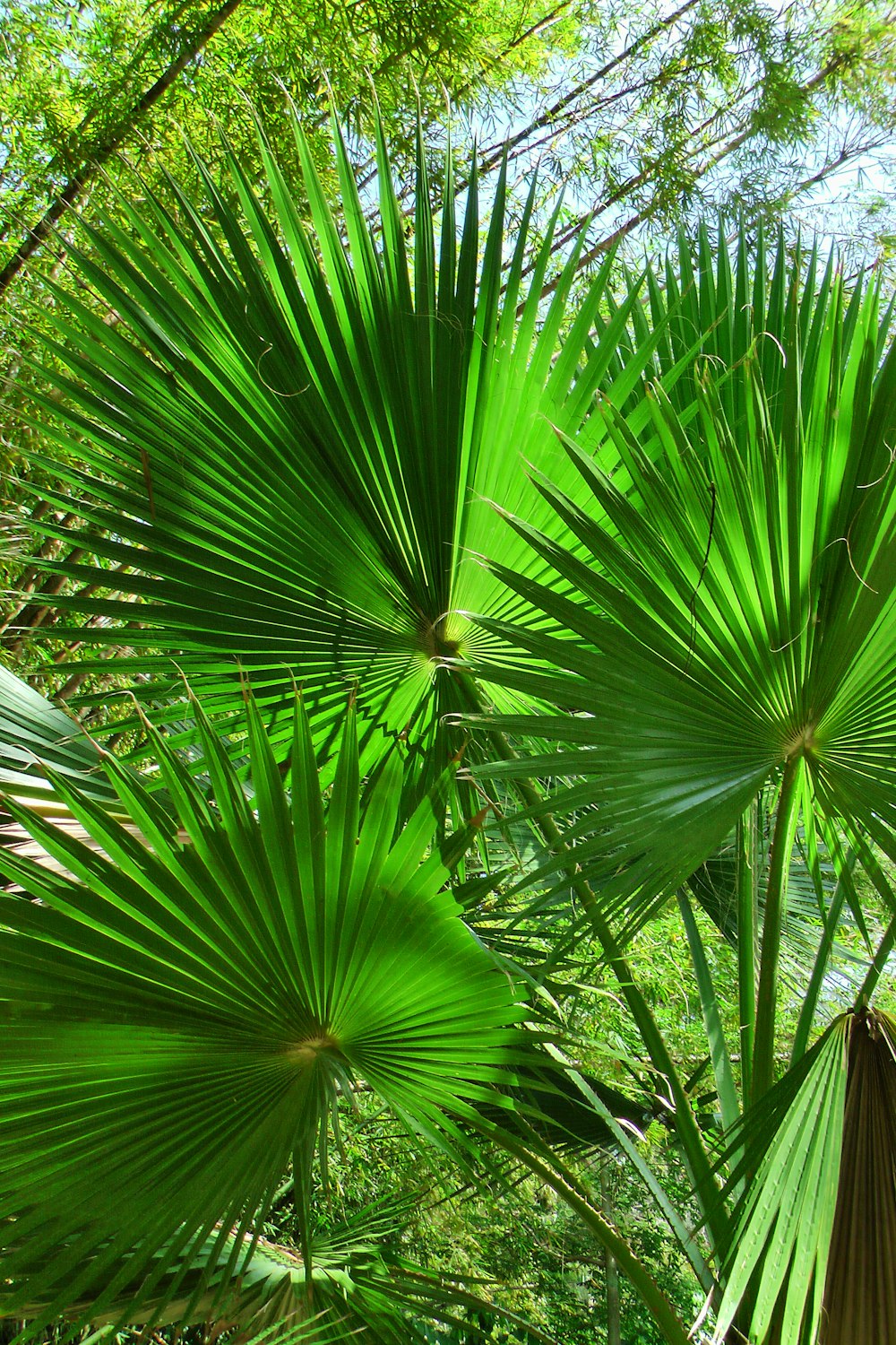 a close-up of a plant