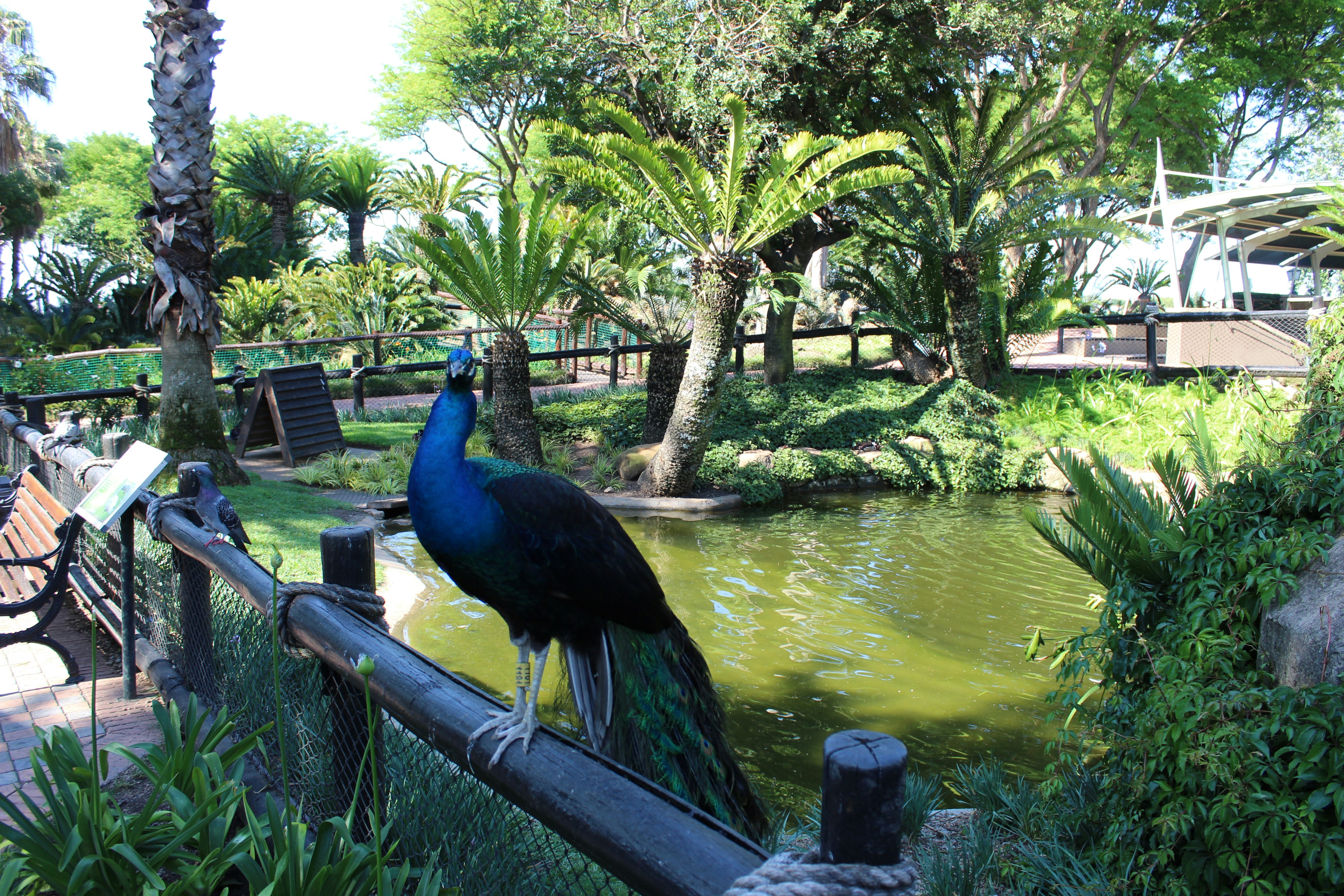 a peacock standing on a railing