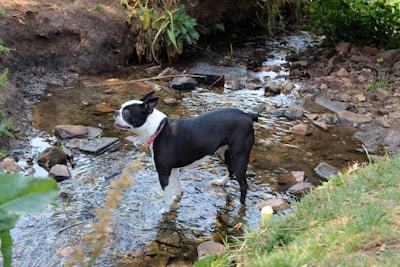 a dog standing in a stream