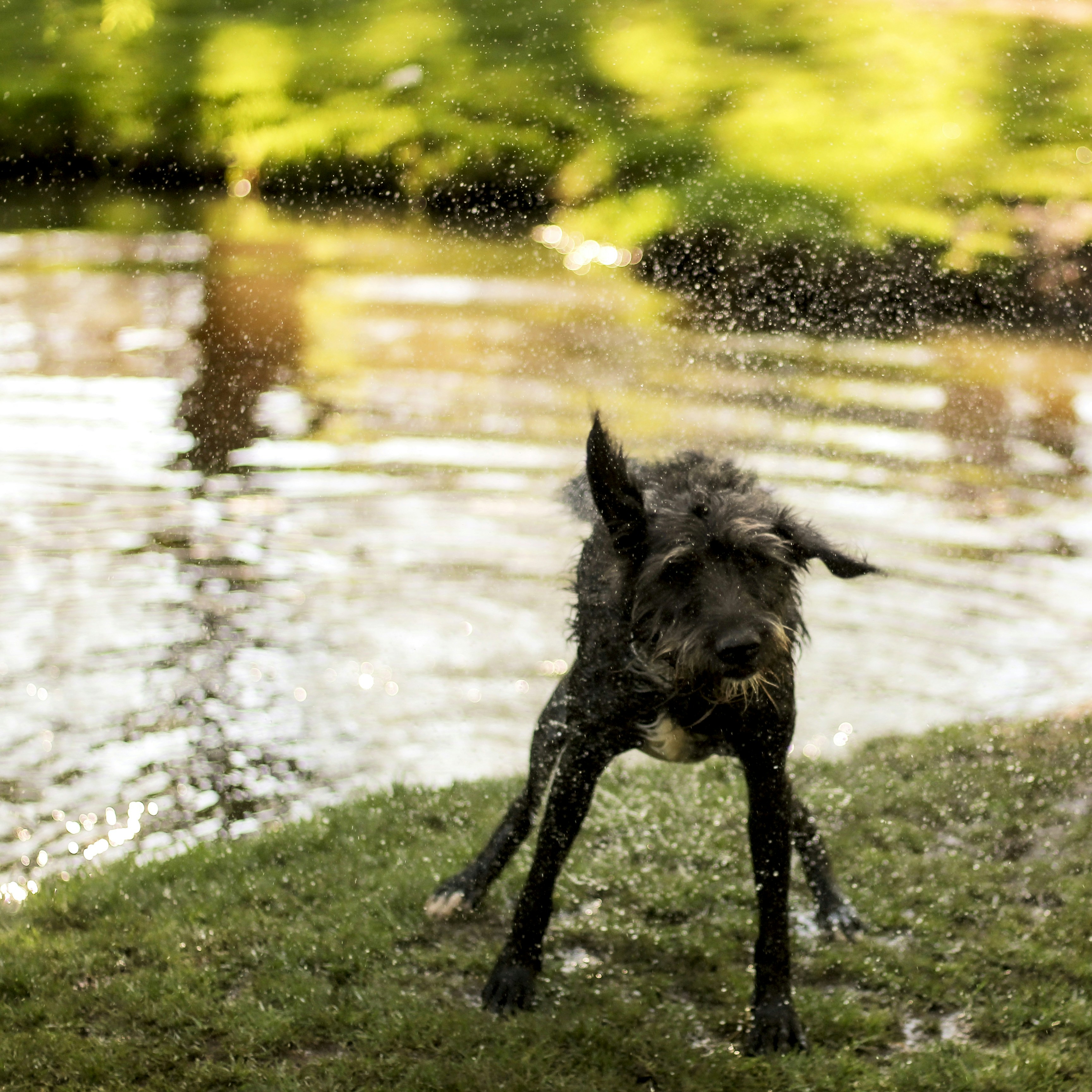 Shake off stress - literally!