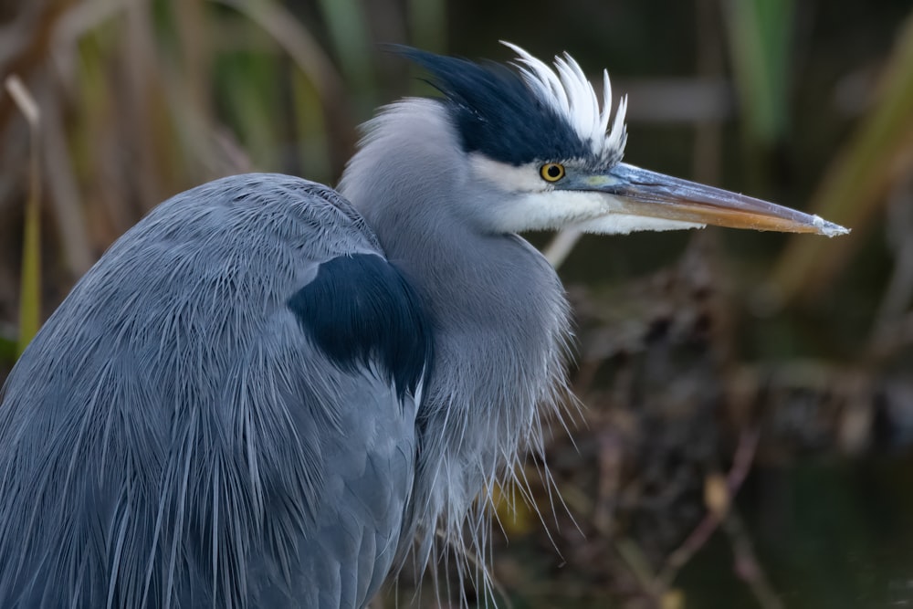 a bird with a long beak