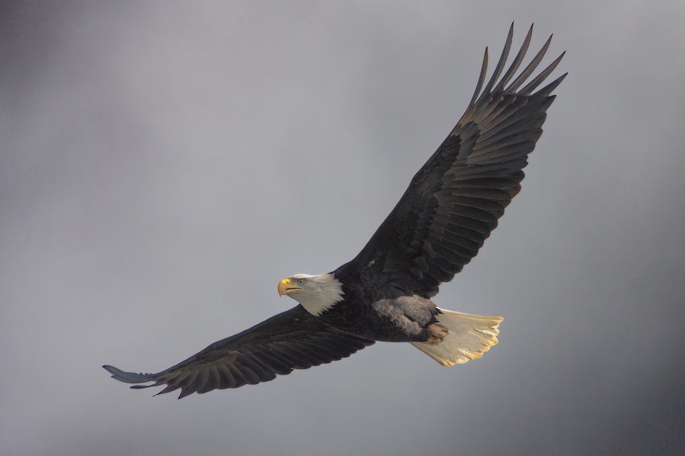 un'aquila calva che vola