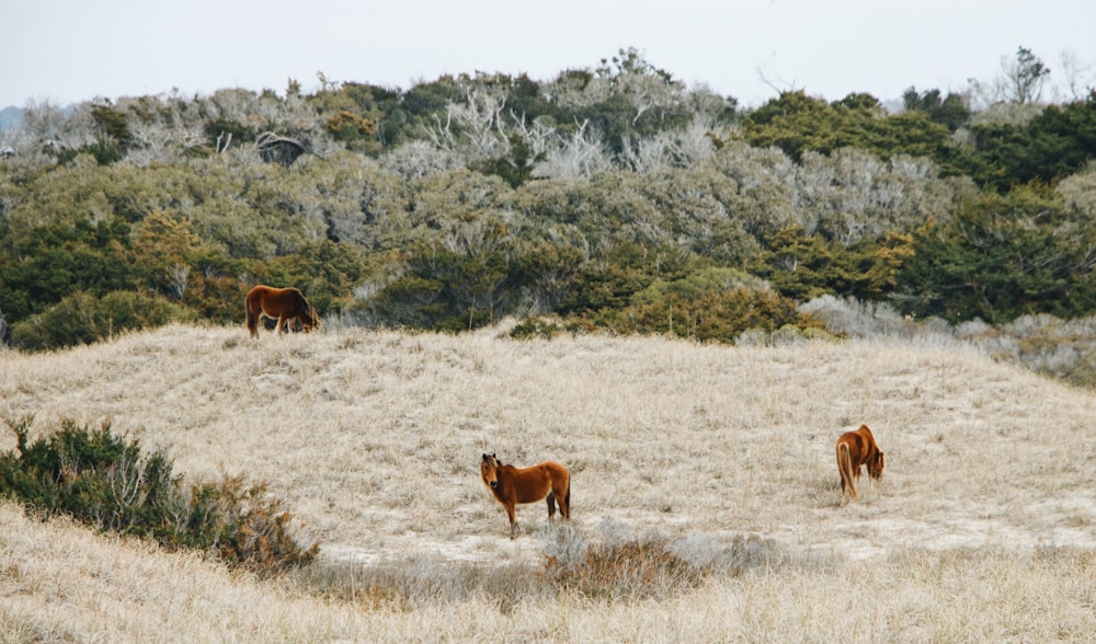 horses grazing in a field