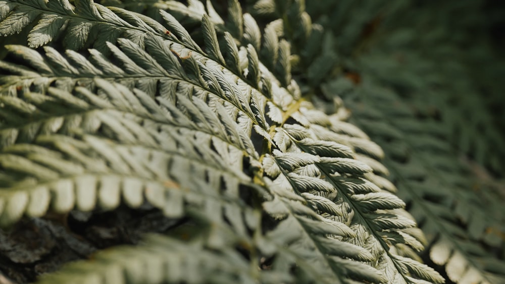 a close up of a pine tree