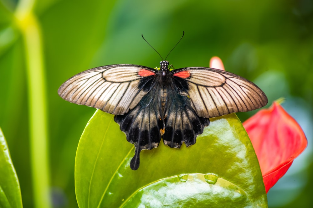 a butterfly on a flower