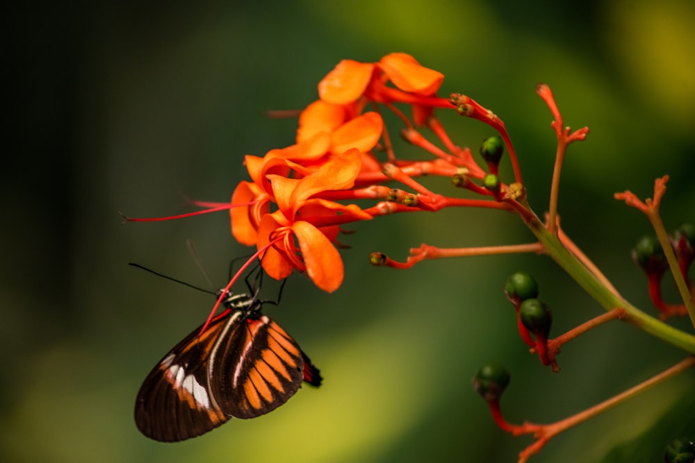 a butterfly on a flower