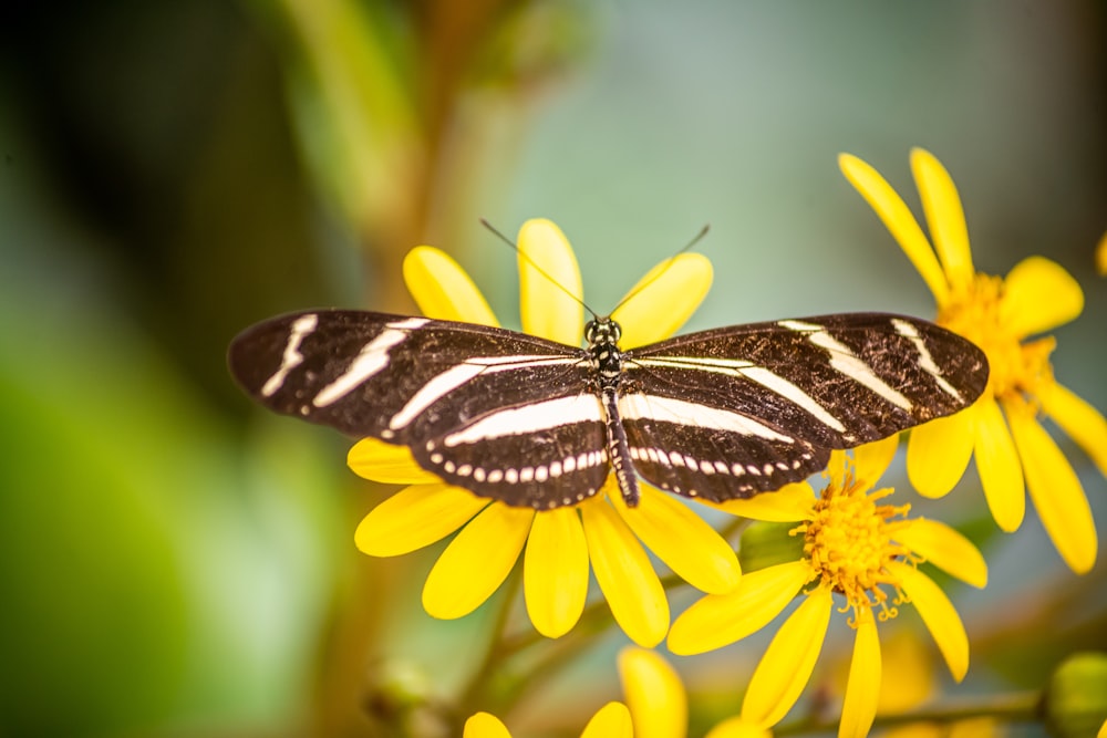 Un papillon sur une fleur jaune