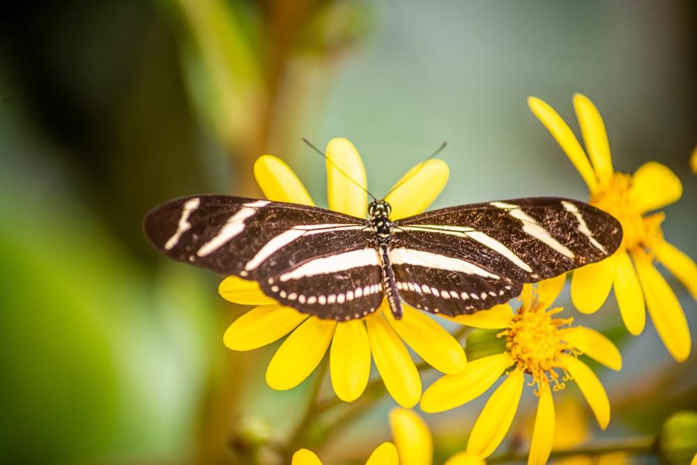 a butterfly on a yellow flower