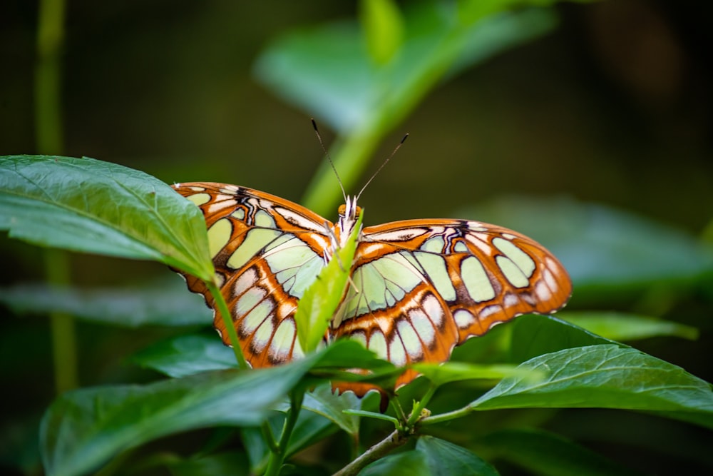 a butterfly on a leaf