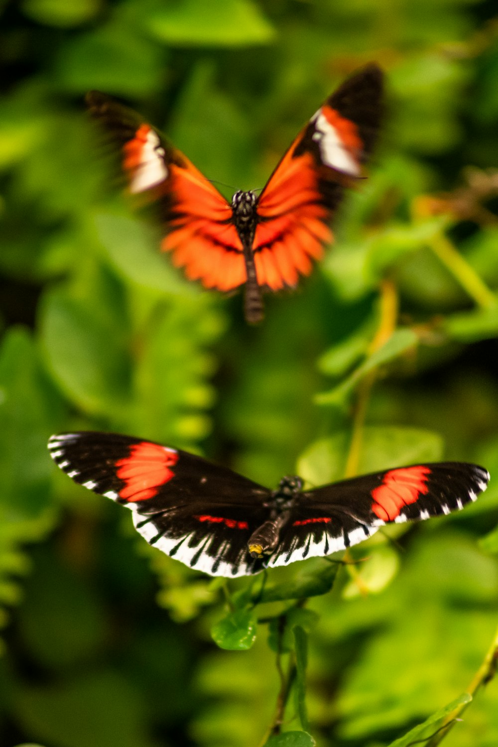 a butterfly on a leaf