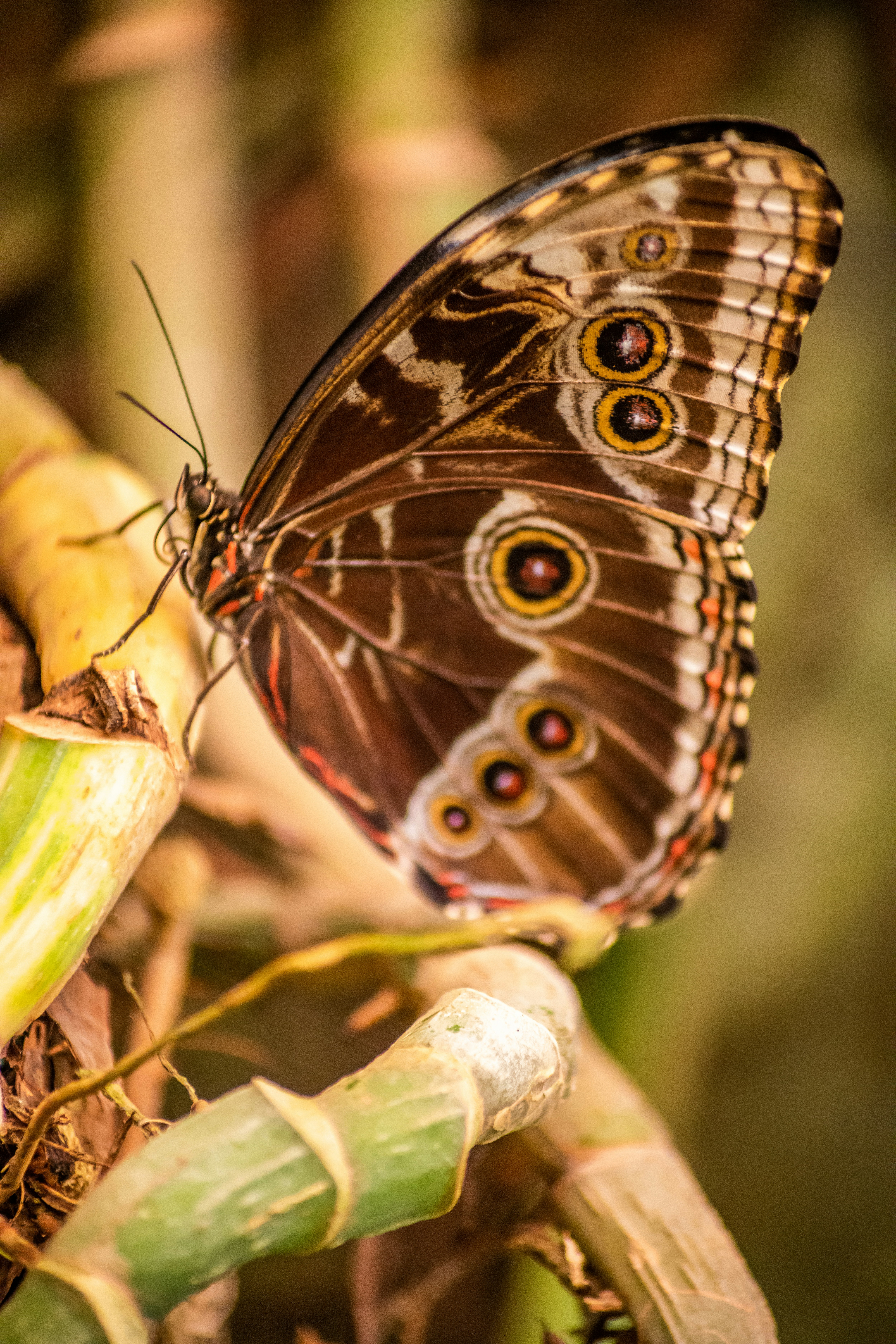 Photo by faustogarmen