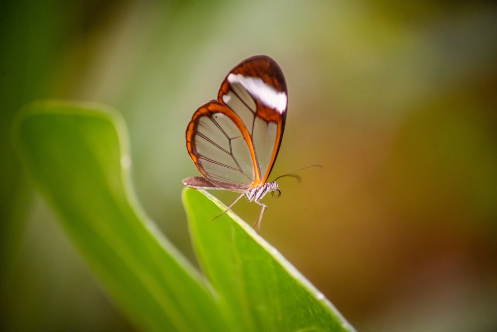 una mariposa en una hoja