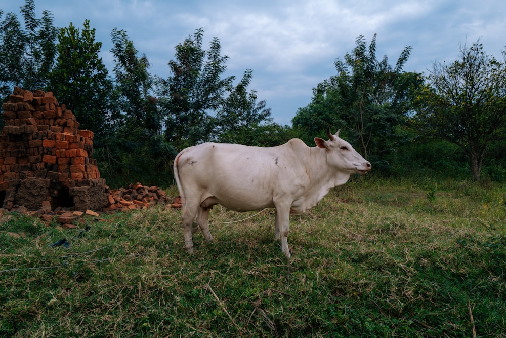 a cow standing in a field