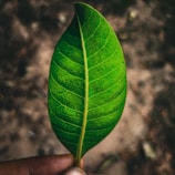Close-up of a hand holding a beautifully textured areca palm leaf plate.