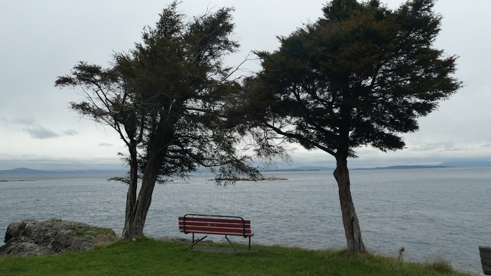 a bench sits by a tree