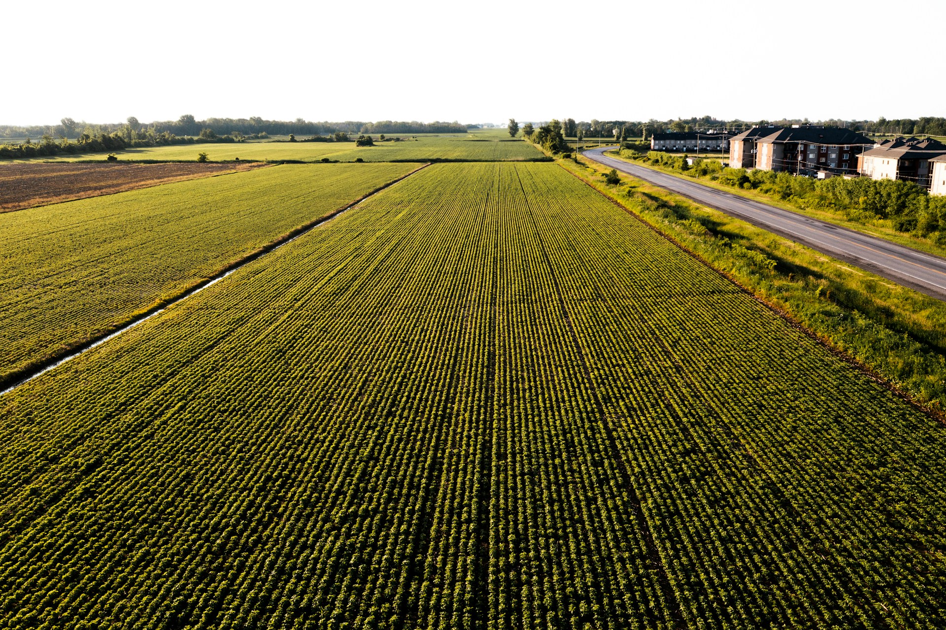 a field of crops