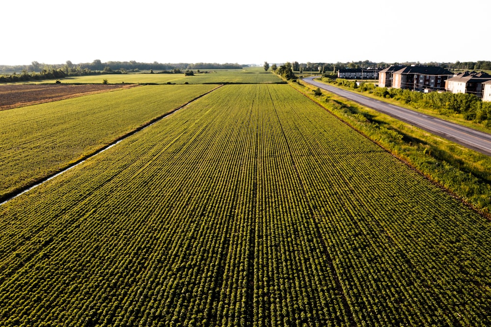 a field of crops