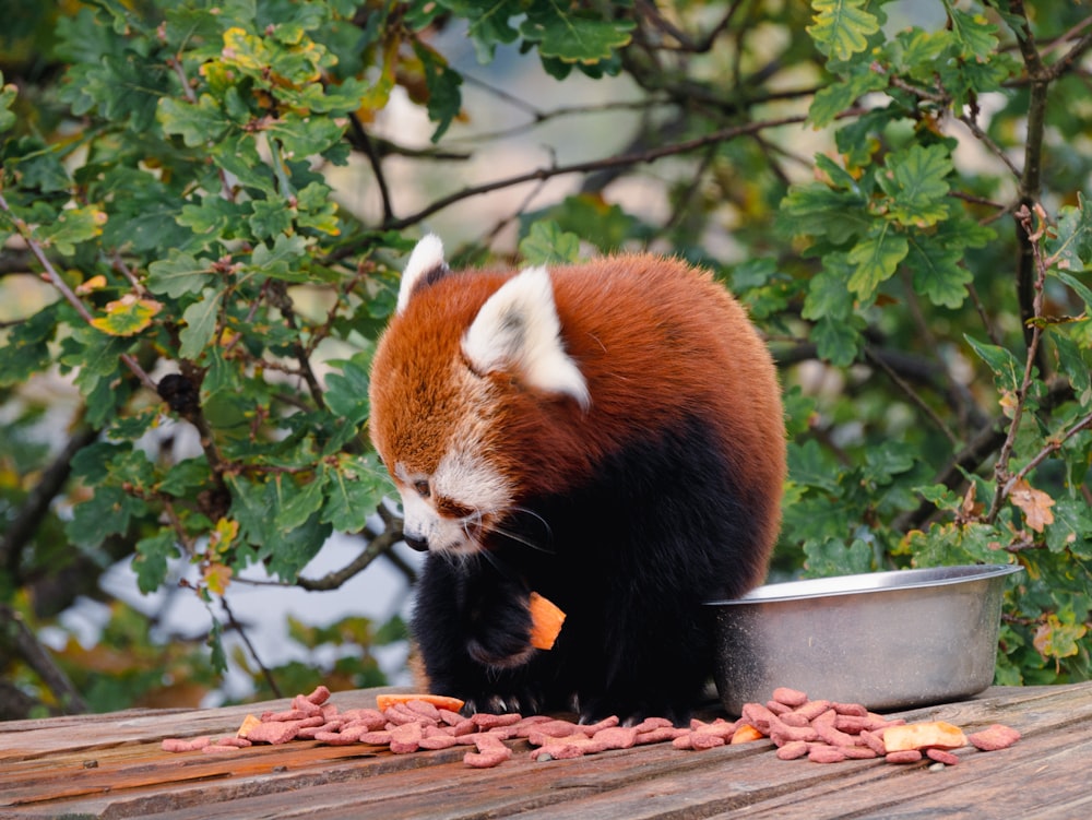 a red panda walking on a wooden platform