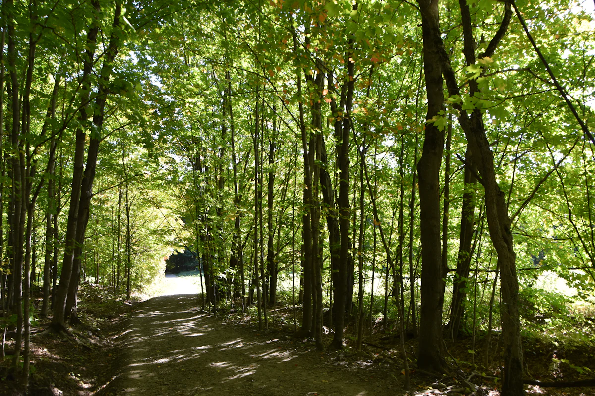A dirt path through green maple woods at Cap Tourmente, on the Côte-de-Beaupré