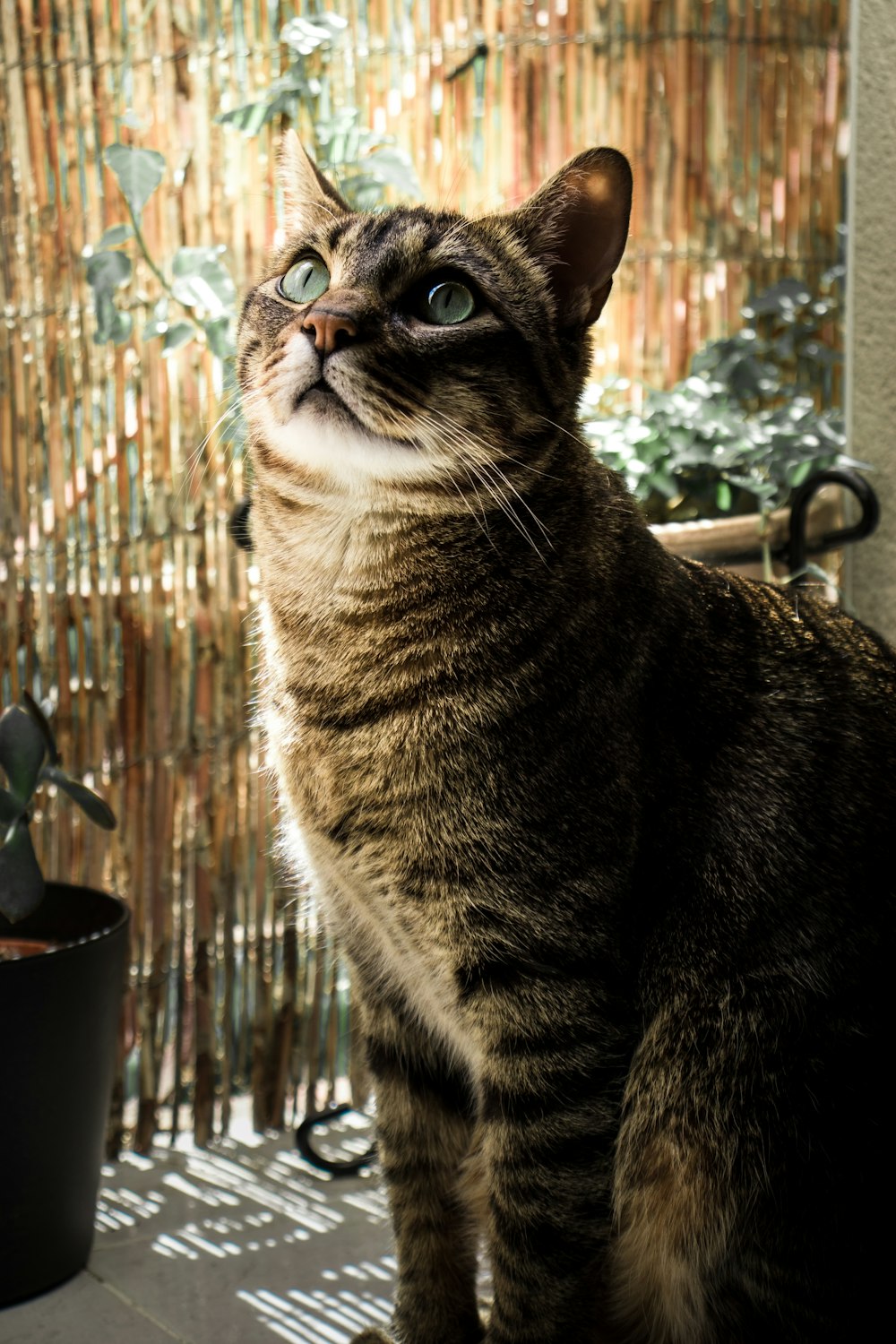 a cat sitting on a patio