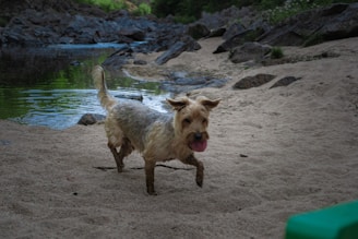 A small, shaggy dog with dirty paws and a wet coat runs energetically on a sandy riverbank. In the background, there is a clear stream surrounded by large rocks and lush greenery.
