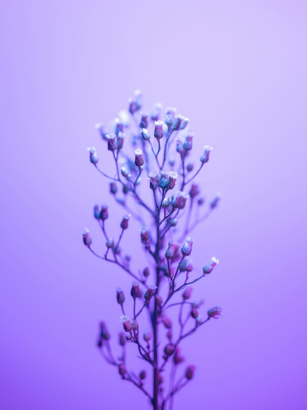 a close up of a flower