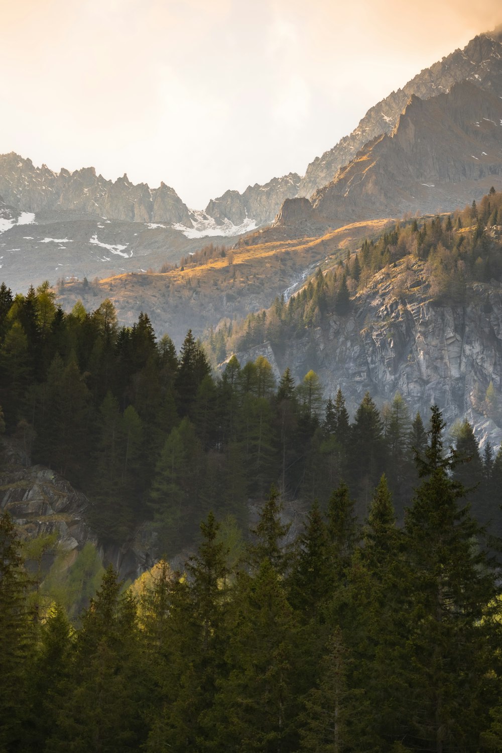 a forest in the mountains