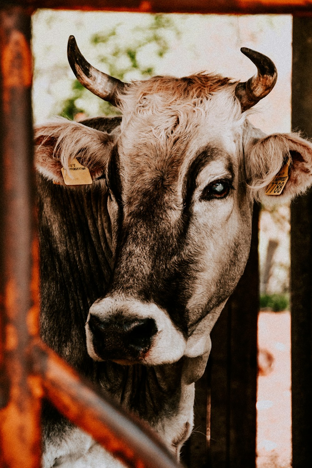 a cow with a tag on its ear