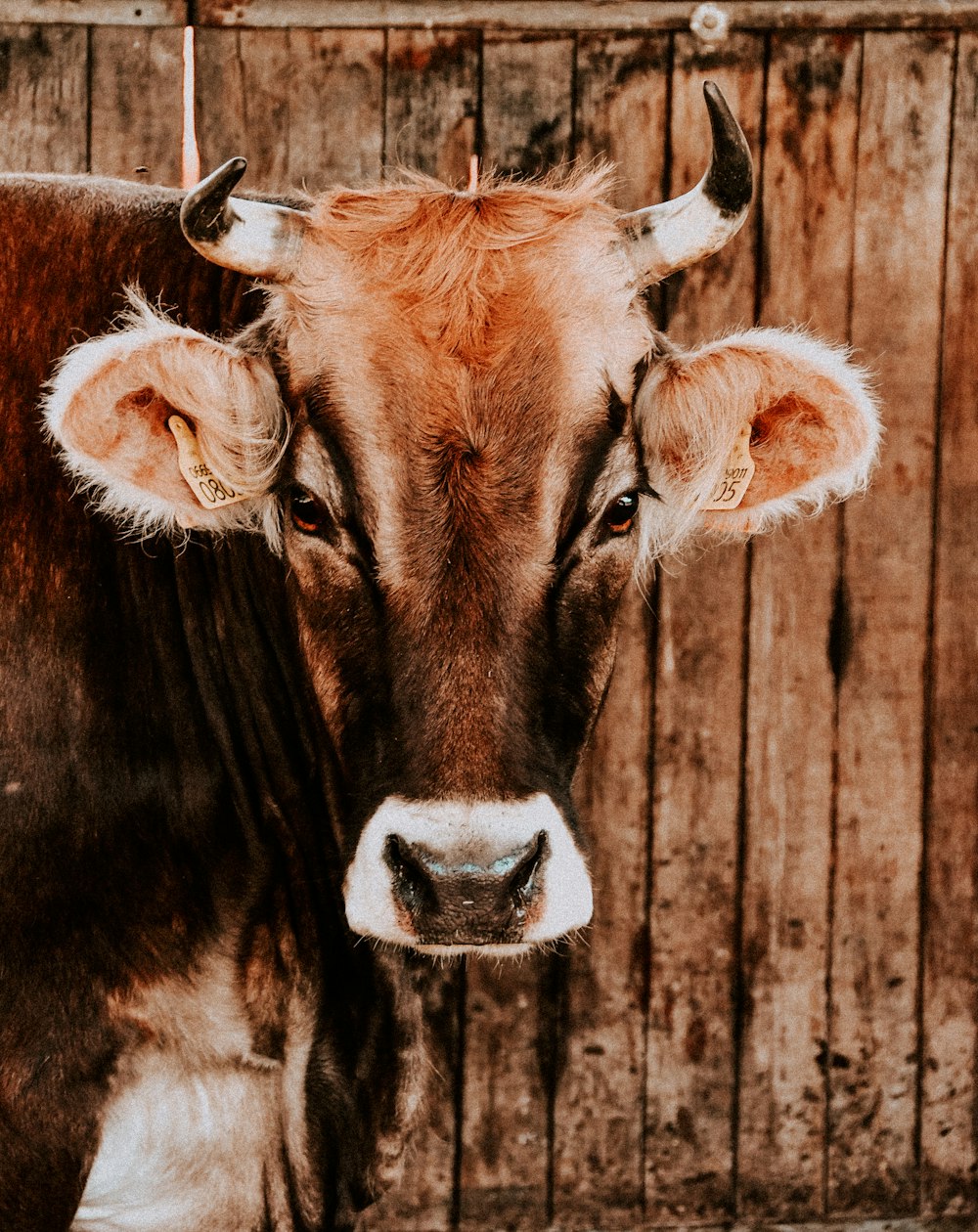 a cow with horns