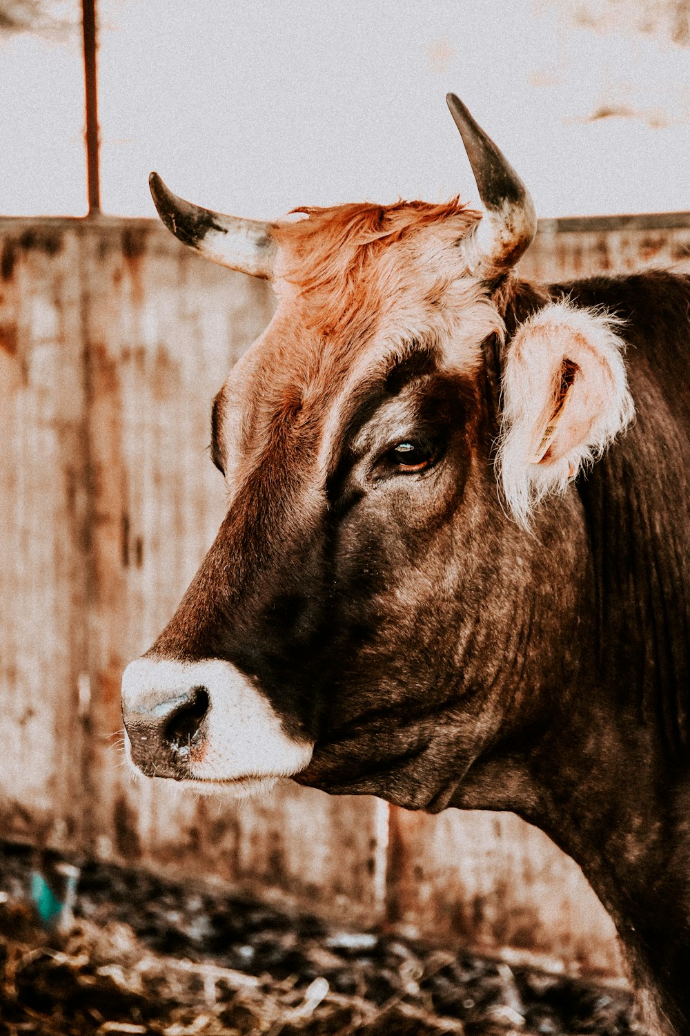 a cow with horns