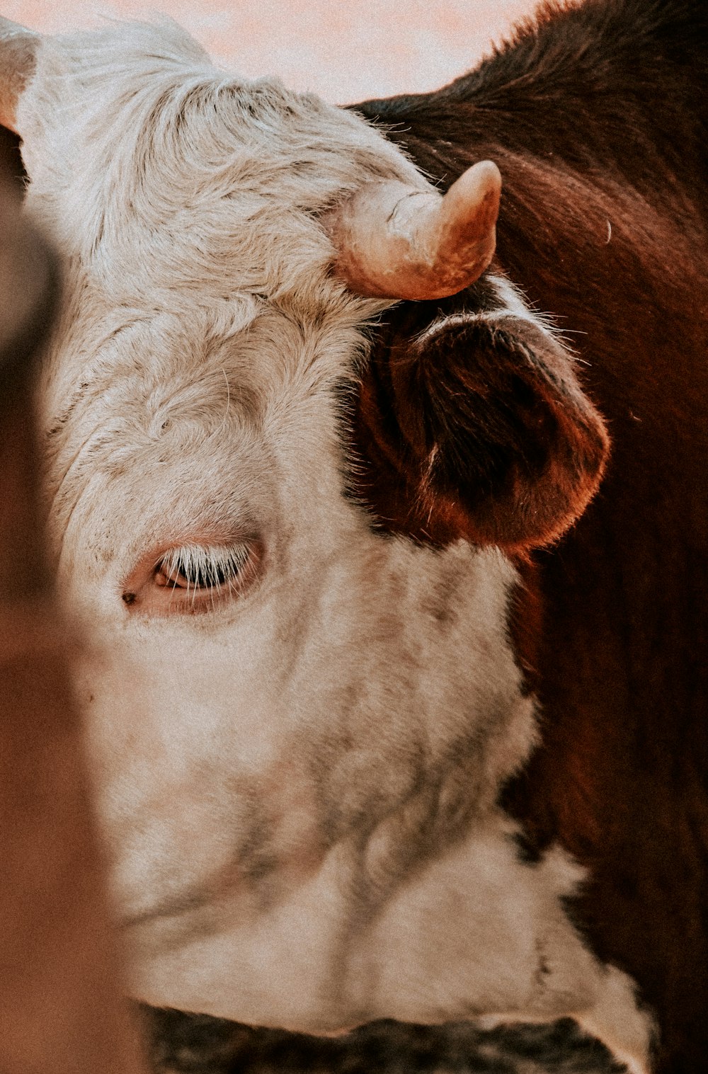 a close up of a cow