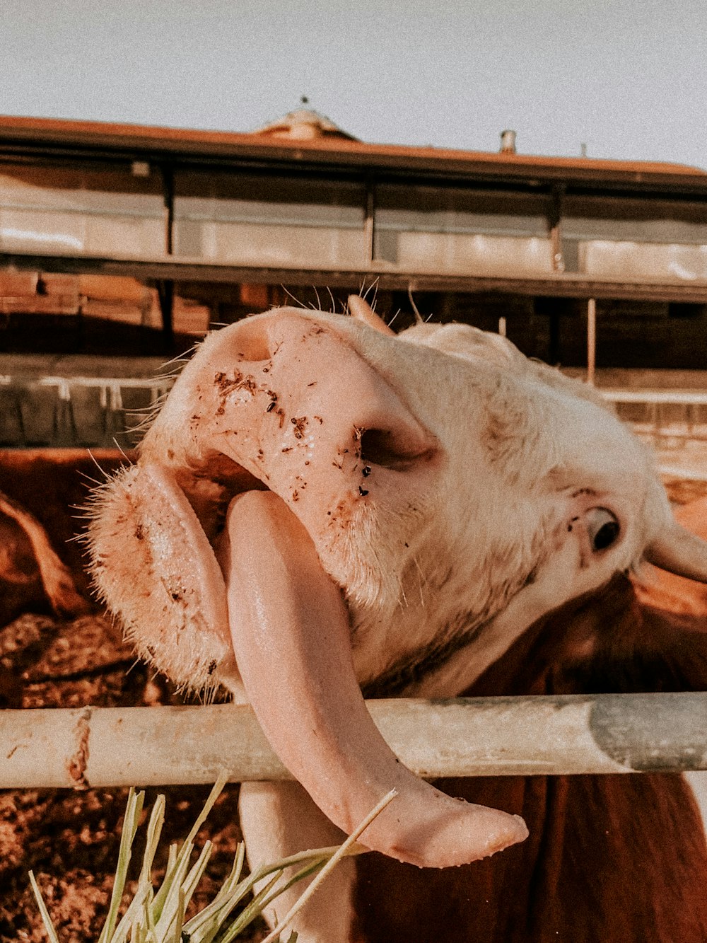 a close up of a pig