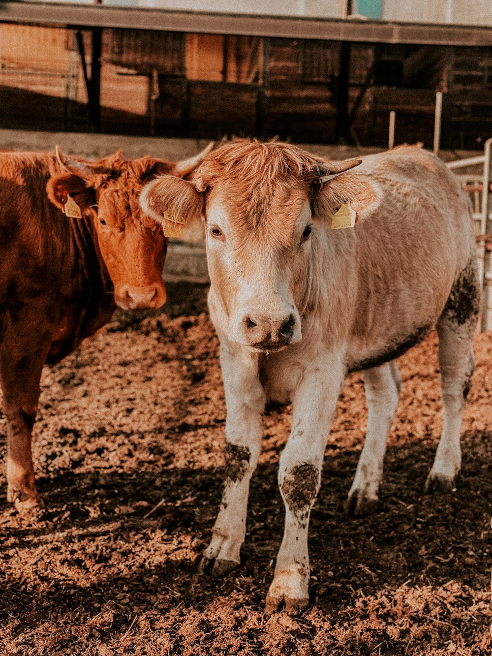 a couple of cows stand in a fenced in area