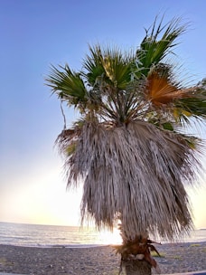 A mature coconut palm by the beach at sunset