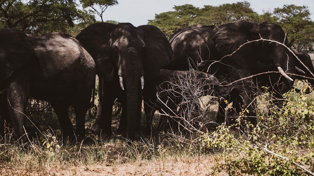 a herd of elephants in a grassland