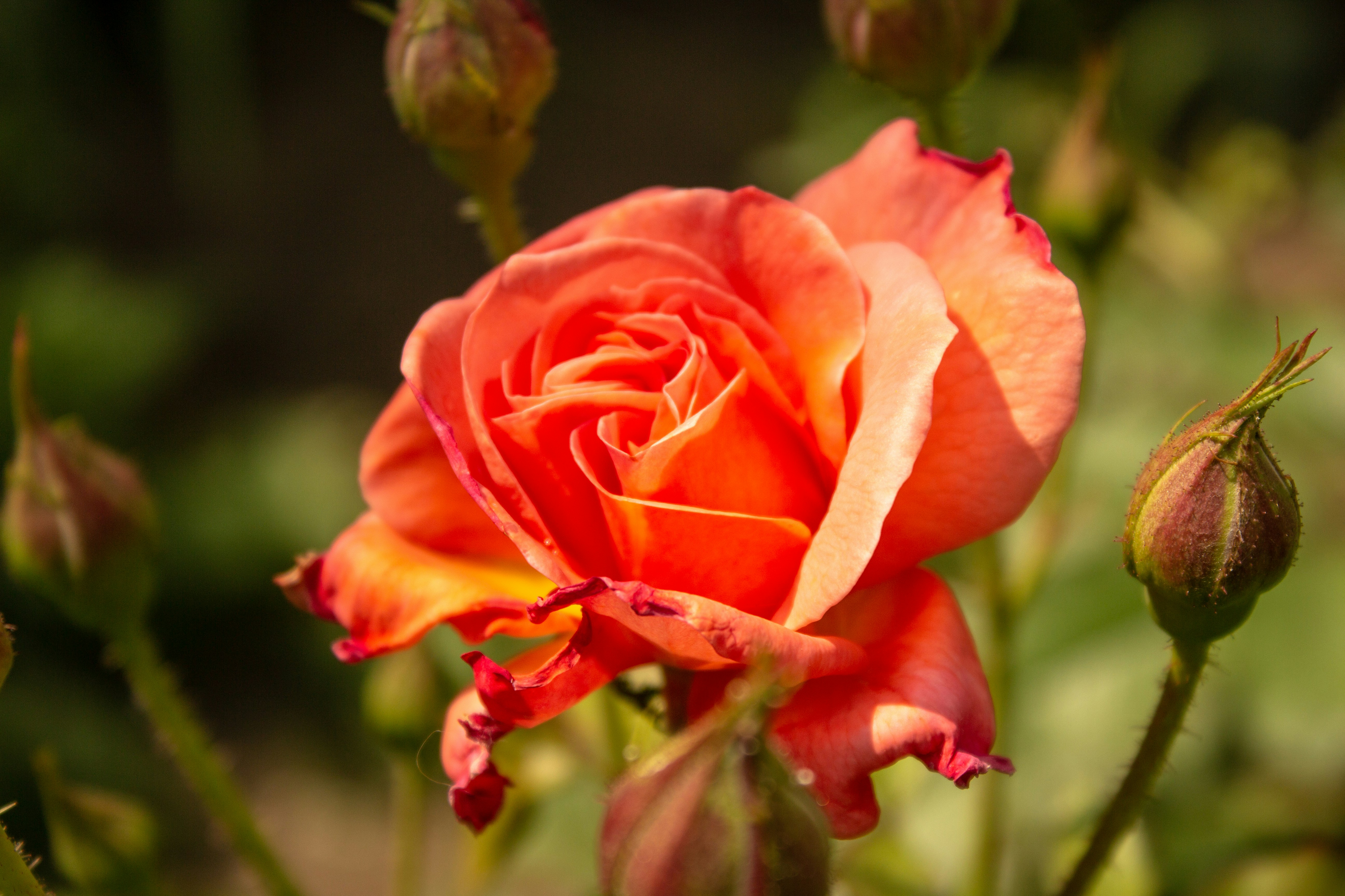 Photo by reanimatedmanx