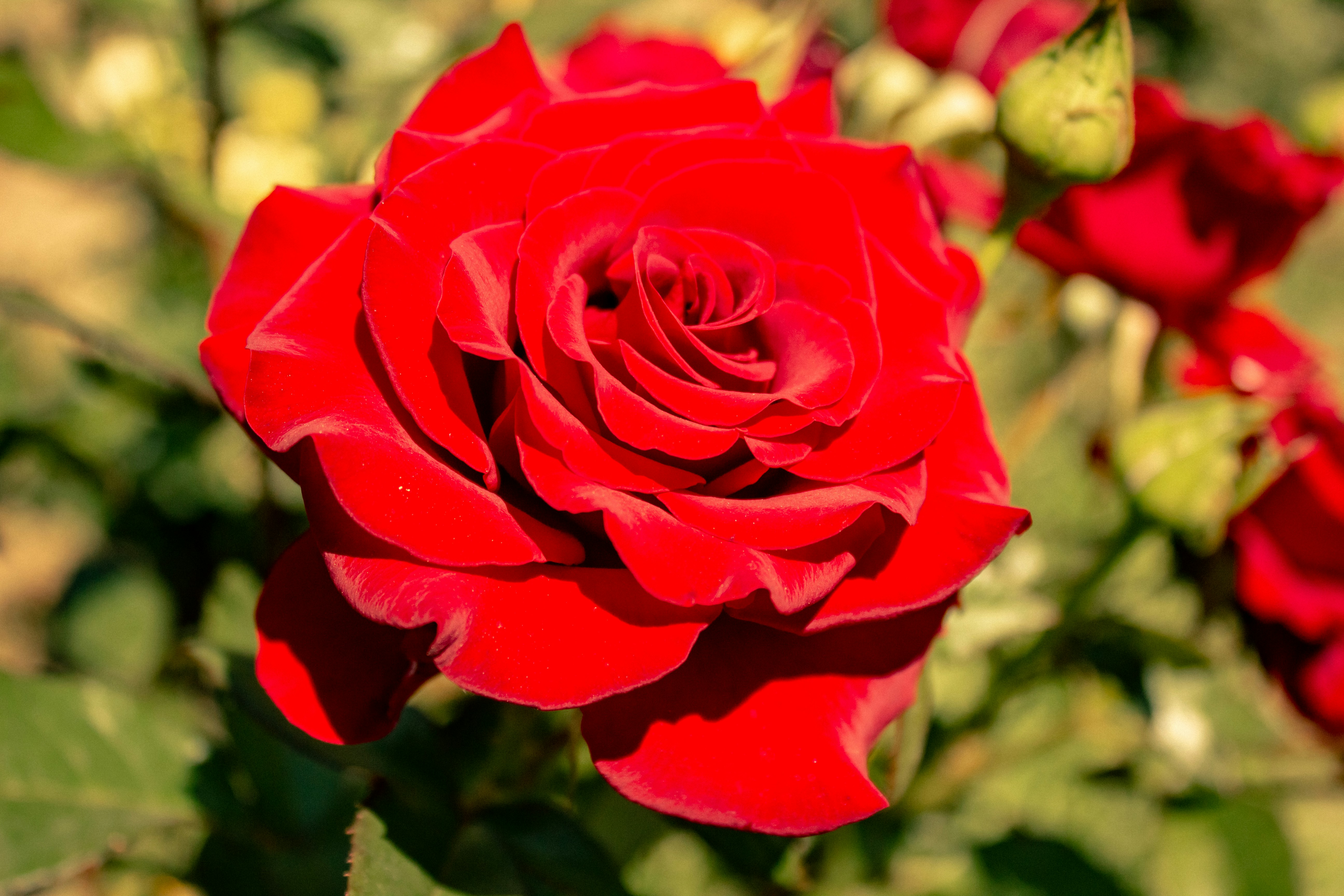 Photo by reanimatedmanx